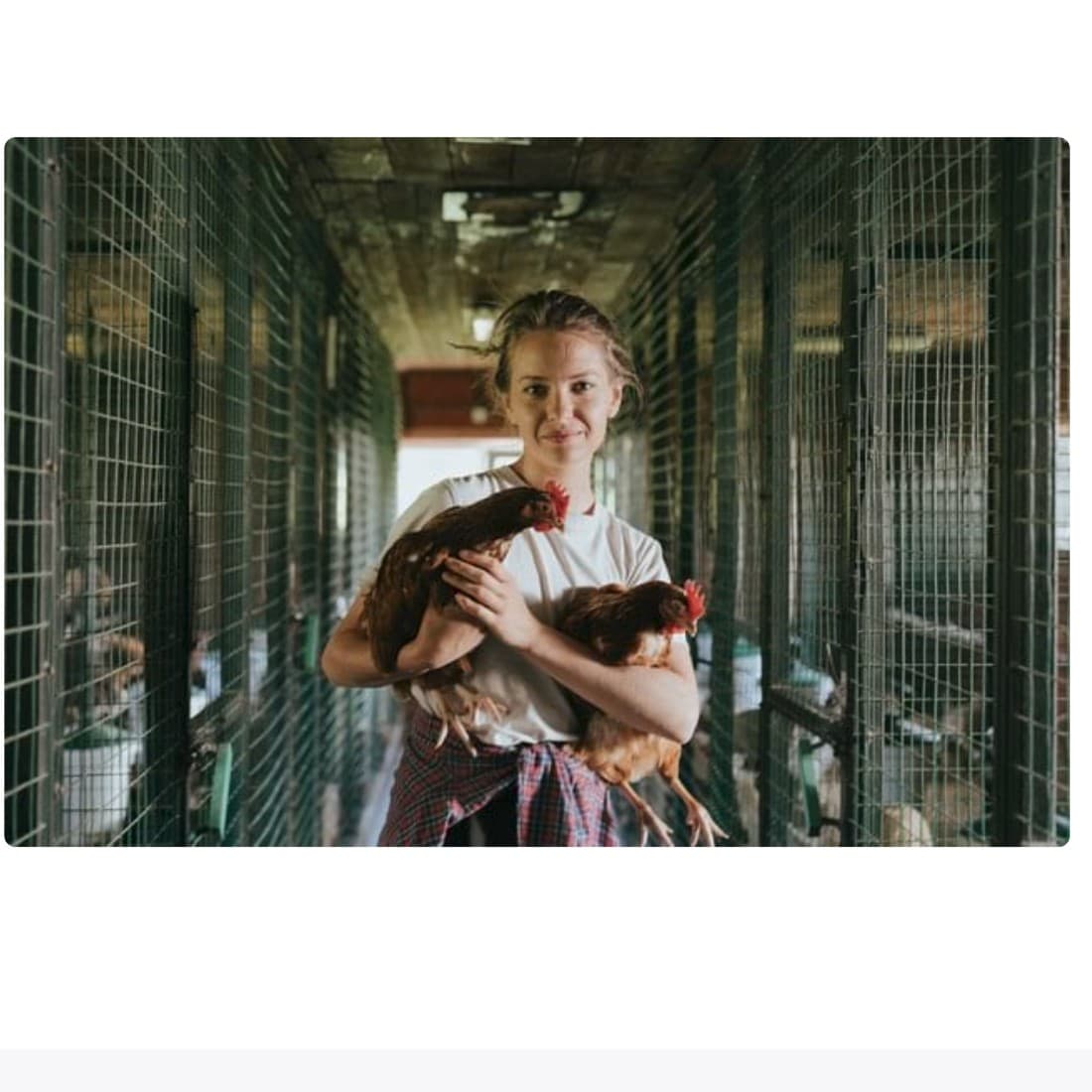 A poultry worker holding hens in a clean poultry house